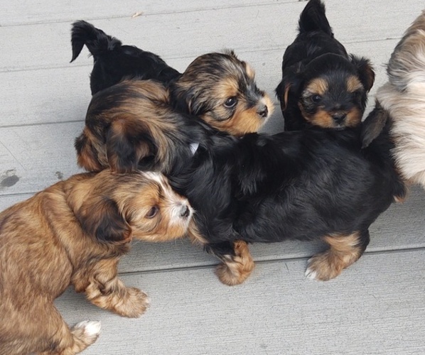 Medium Photo #1 Morkie Puppy For Sale in LAKEVILLE, MN, USA