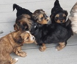Small Photo #1 Morkie Puppy For Sale in LAKEVILLE, MN, USA