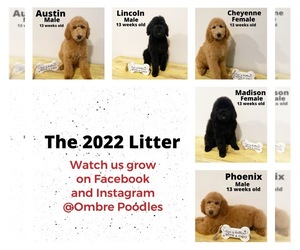 Poodle (Standard) Litter for sale in BURLESON, TX, USA