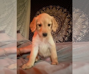 Golden Retriever Litter for sale in WOODLAND, CA, USA