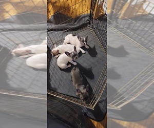 French Bulldog Litter for sale in DEATSVILLE, AL, USA