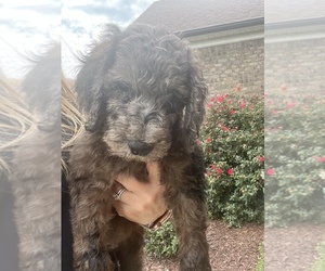 Goldendoodle Litter for sale in MADISON, NC, USA