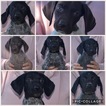 Small Photo #1 German Shorthaired Pointer Puppy For Sale in GAINESVILLE, GA, USA