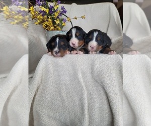 Bernese Mountain Dog Litter for sale in PAXTON, IL, USA