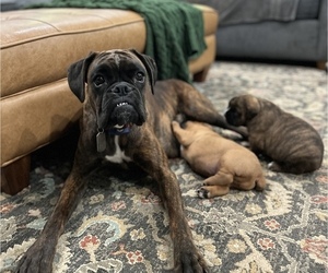 Boxer Litter for sale in SHERIDAN, IN, USA