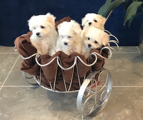 Maltese Litter for sale in FORT WORTH, TX, USA