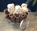Small Photo #1 Maltese Puppy For Sale in FORT WORTH, TX, USA