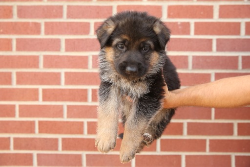 Medium Photo #1 German Shepherd Dog Puppy For Sale in LEWISTOWN, MT, USA
