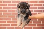 Small Photo #1 German Shepherd Dog Puppy For Sale in LEWISTOWN, MT, USA