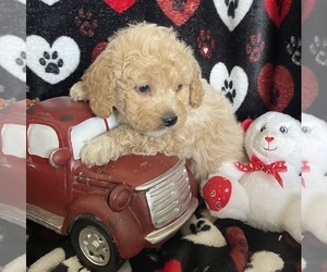 Goldendoodle (Miniature) Litter for sale in ROWLEY, MA, USA