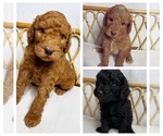 Small Photo #1 Goldendoodle Puppy For Sale in MOULTON, AL, USA