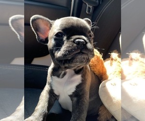 French Bulldog Litter for sale in N HOLLYWOOD, CA, USA