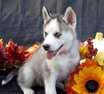 Small Photo #1 Siberian Husky Puppy For Sale in MULBERRY, AR, USA