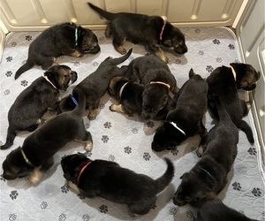German Shepherd Dog Litter for sale in CARTHAGE, NY, USA