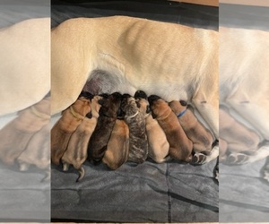 Mastiff Litter for sale in SHELLEY, ID, USA