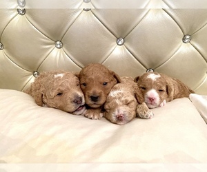 Goldendoodle Litter for sale in BINGHAMTON, NY, USA