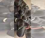 Small Photo #1 Labrador Retriever Puppy For Sale in DAVISON, MI, USA