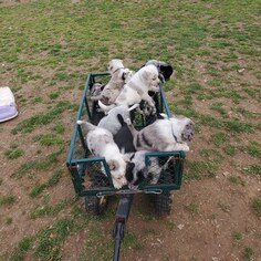 Texas Heeler Litter for sale in CYPRESS, IL, USA