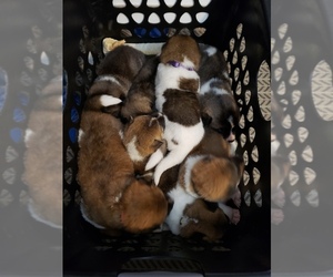 Akita Litter for sale in HUTCHINSON, MN, USA