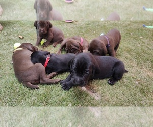 Medium Vizsla-Weimaraner Mix