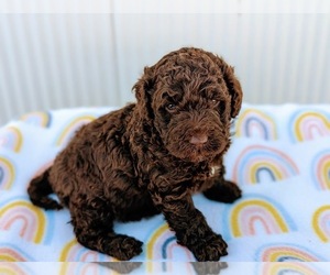 Miniature Bernedoodle Litter for sale in SPARTA, MO, USA