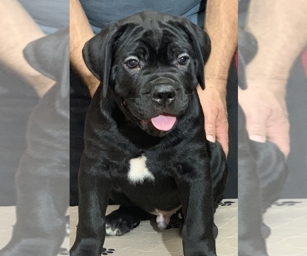 Medium Photo #1 Cane Corso Puppy For Sale in COTTAGE GROVE, OR, USA