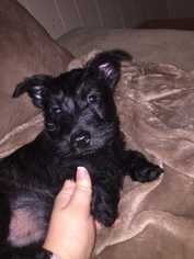 Scottish Terrier Litter for sale in GREENFIELD, IN, USA