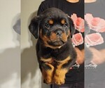 Small Photo #1 Rottweiler Puppy For Sale in DEL ROSA, CA, USA