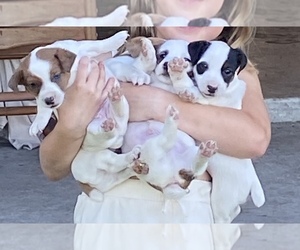 Jack Russell Terrier Litter for sale in BROOKER, FL, USA