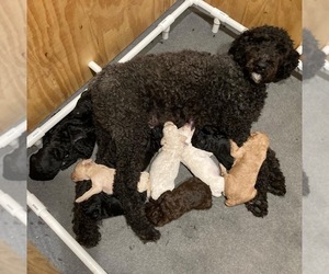 Poodle (Standard) Litter for sale in LOWELL, AR, USA