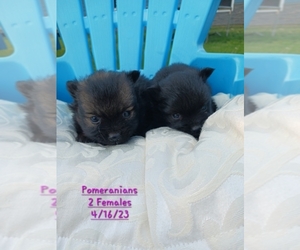 Pomeranian Litter for sale in SHIPSHEWANA, IN, USA