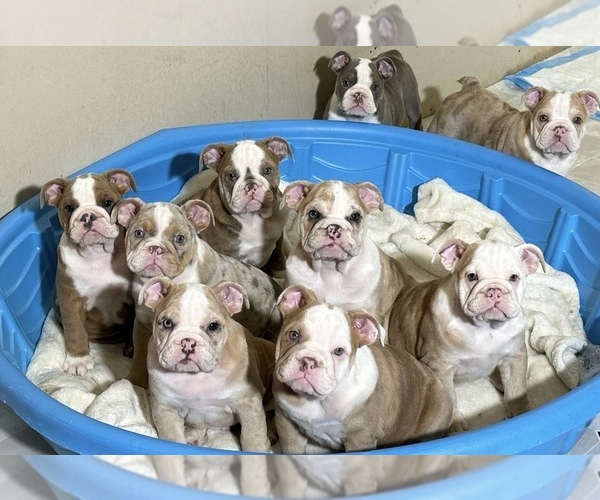 Full screen Photo #1 English Bulldog Puppy For Sale in MADISON, WI, USA