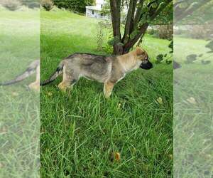 German Shepherd Dog Litter for sale in HILLSBORO, OH, USA