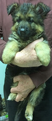 German Shepherd Dog Litter for sale in HARTWELL, GA, USA