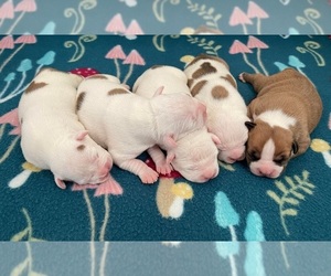 American Staffordshire Terrier Litter for sale in WARE, MA, USA
