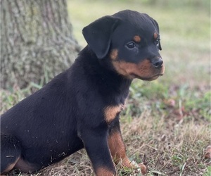 Rottweiler Litter for sale in MAGNOLIA, KY, USA