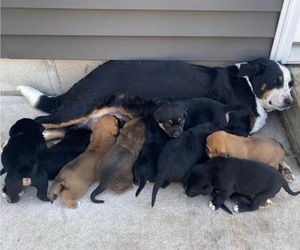 Bernese Mountain Dog-English Cream Golden Retriever Mix Litter for sale in SHIPSHEWANA, IN, USA