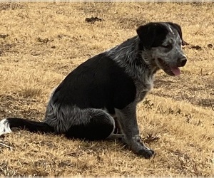 Australian Cattle Dog Litter for sale in FORT WORTH, TX, USA