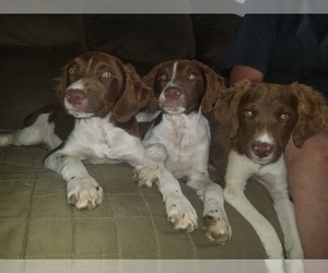 Brittany Litter for sale in BENTON CITY, WA, USA