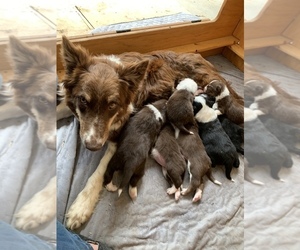 Border Collie Litter for sale in MADILL, OK, USA