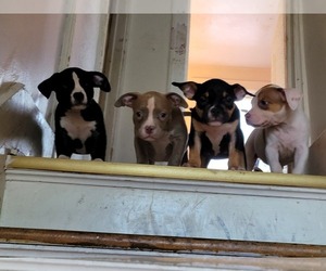 American Bully Litter for sale in GROSSE POINTE PARK, MI, USA