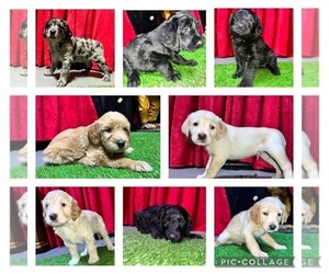 Aussiedoodle-Australian Labradoodle Mix Litter for sale in LAKEWOOD, CA, USA