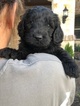Small Photo #1 Goldendoodle Puppy For Sale in VAN ALSTYNE, TX, USA