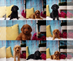 Labradoodle Litter for sale in WEST PLAINS, MO, USA