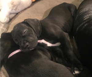 Great Dane Litter for sale in RENO, NV, USA