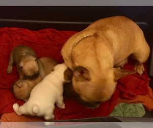 French Bulldog Litter for sale in BROOKLINE, MA, USA