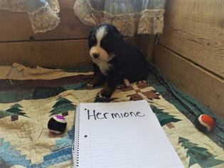 Bernese Mountain Dog Litter for sale in HARRISON, ME, USA