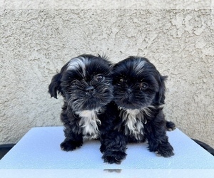 Shih Tzu Litter for sale in HAYWARD, CA, USA