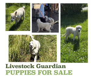 Great Pyrenees-Newfoundland Mix Litter for sale in PARKER, CO, USA