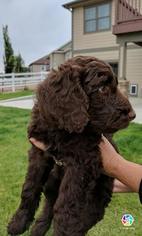 Labradoodle Litter for sale in GREELEY, CO, USA